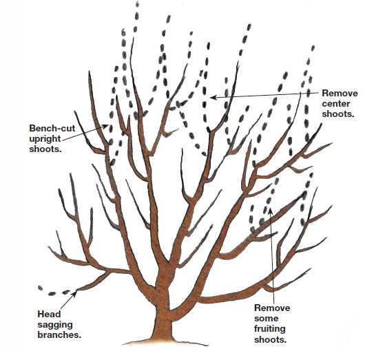 4. Pruning Techniques