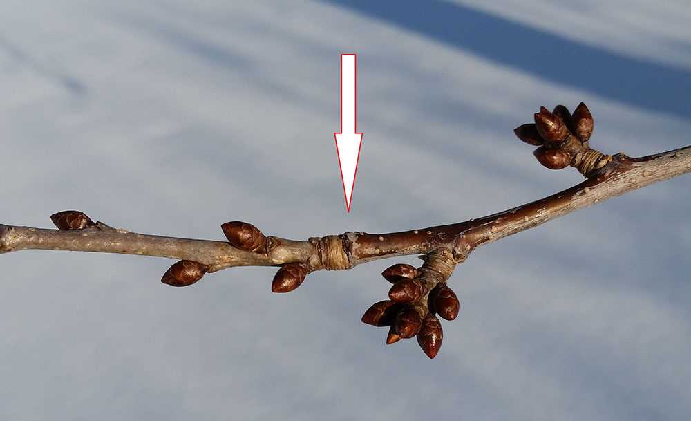 Avoid Pruning During Dormancy