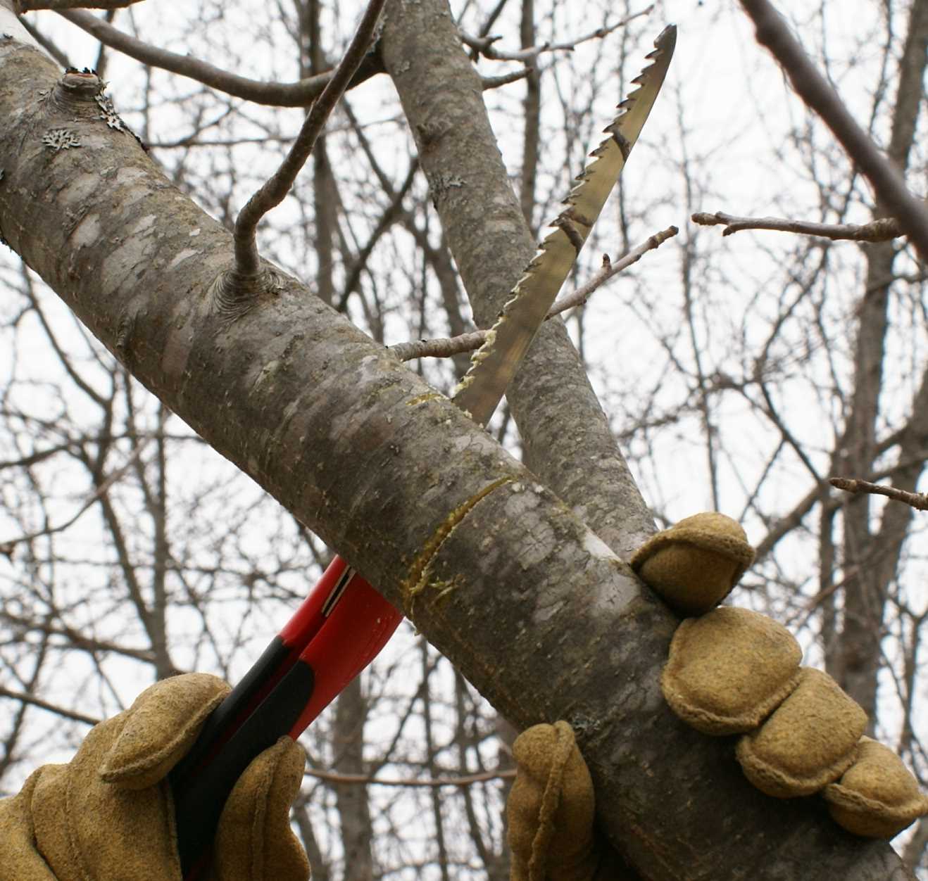 Tools and Equipment for Spring Pruning