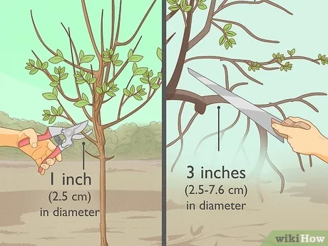 spring pruning of apple trees determine where th