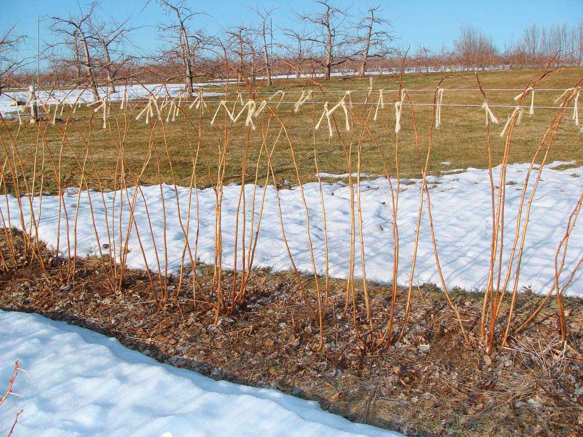 Tools and Equipment for Spring Pruning