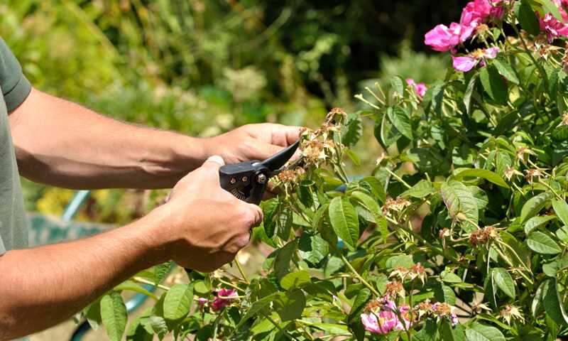 4. Hedge Trimmers