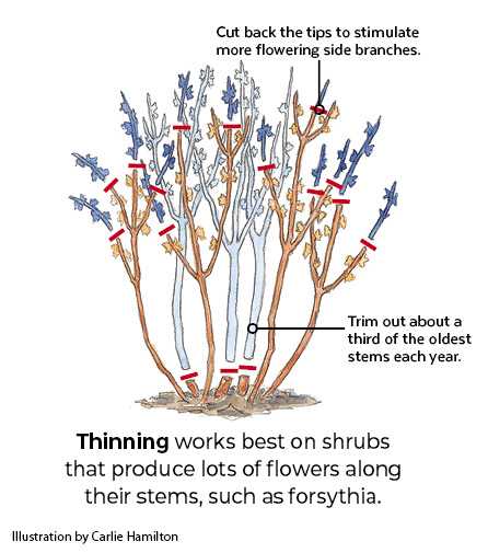 1. Pruning Shears