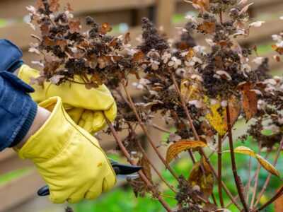 Spring Pruning of Shrubs