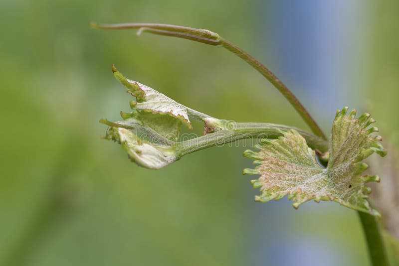 Best Practices for Pruning Different Types of Vine Bushes