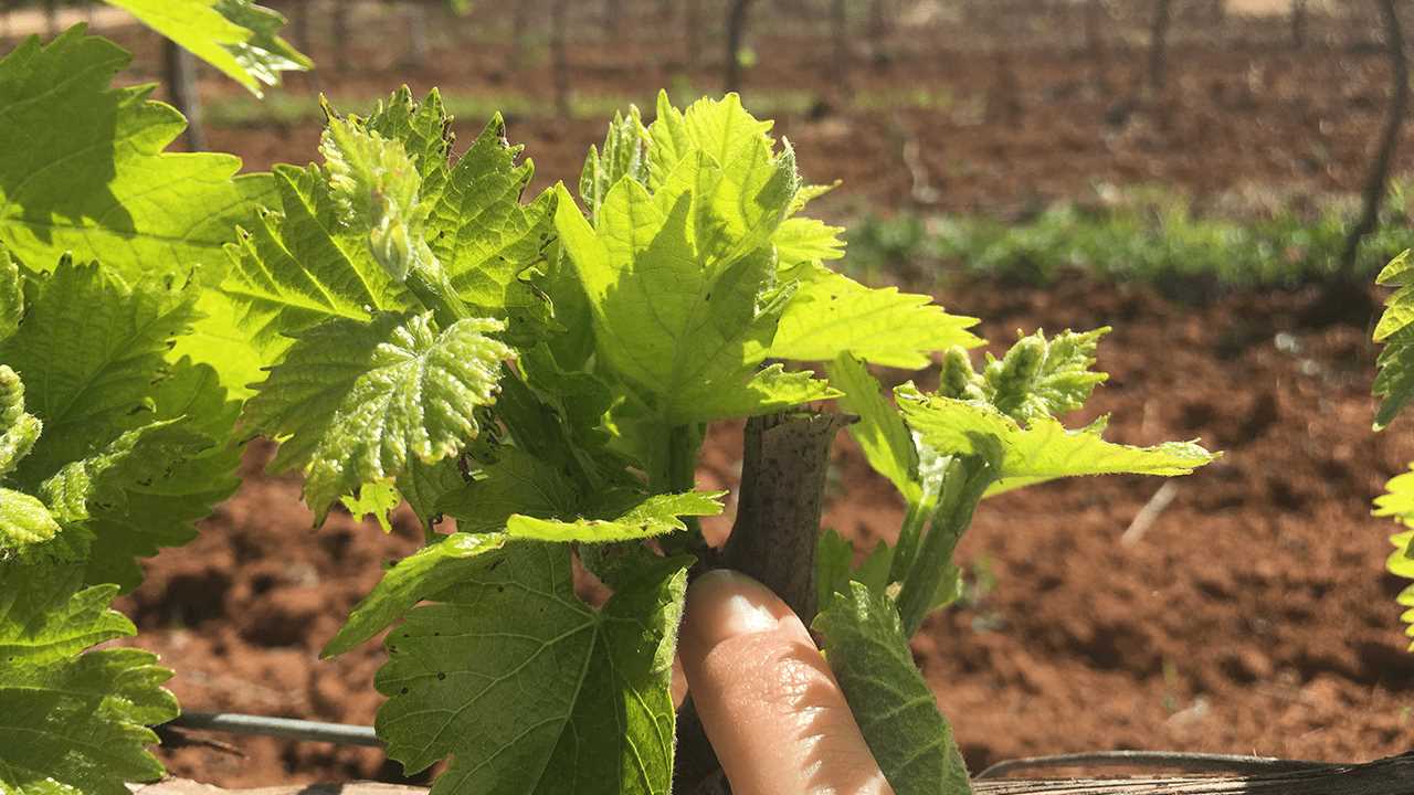 2. Pruning Raspberry Bushes