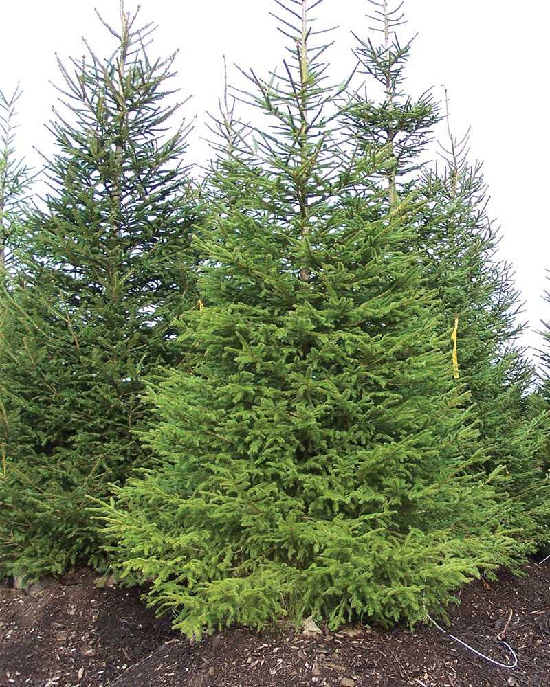 5. Sitka Spruce (Picea sitchensis)