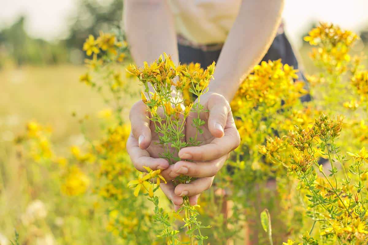 Hypericum kalmianum