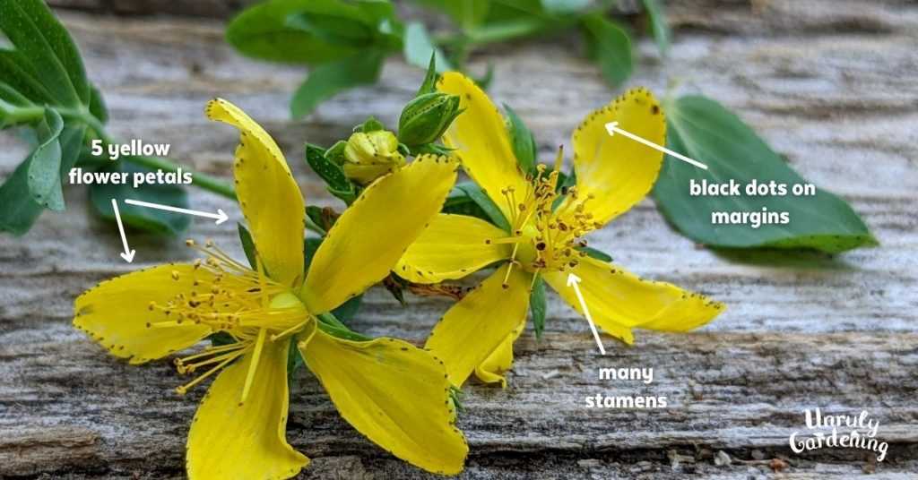 Cultivation of St John's Wort