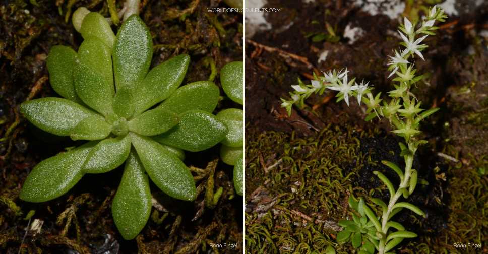 How to Care for Stonecrop (Saxifraga)?