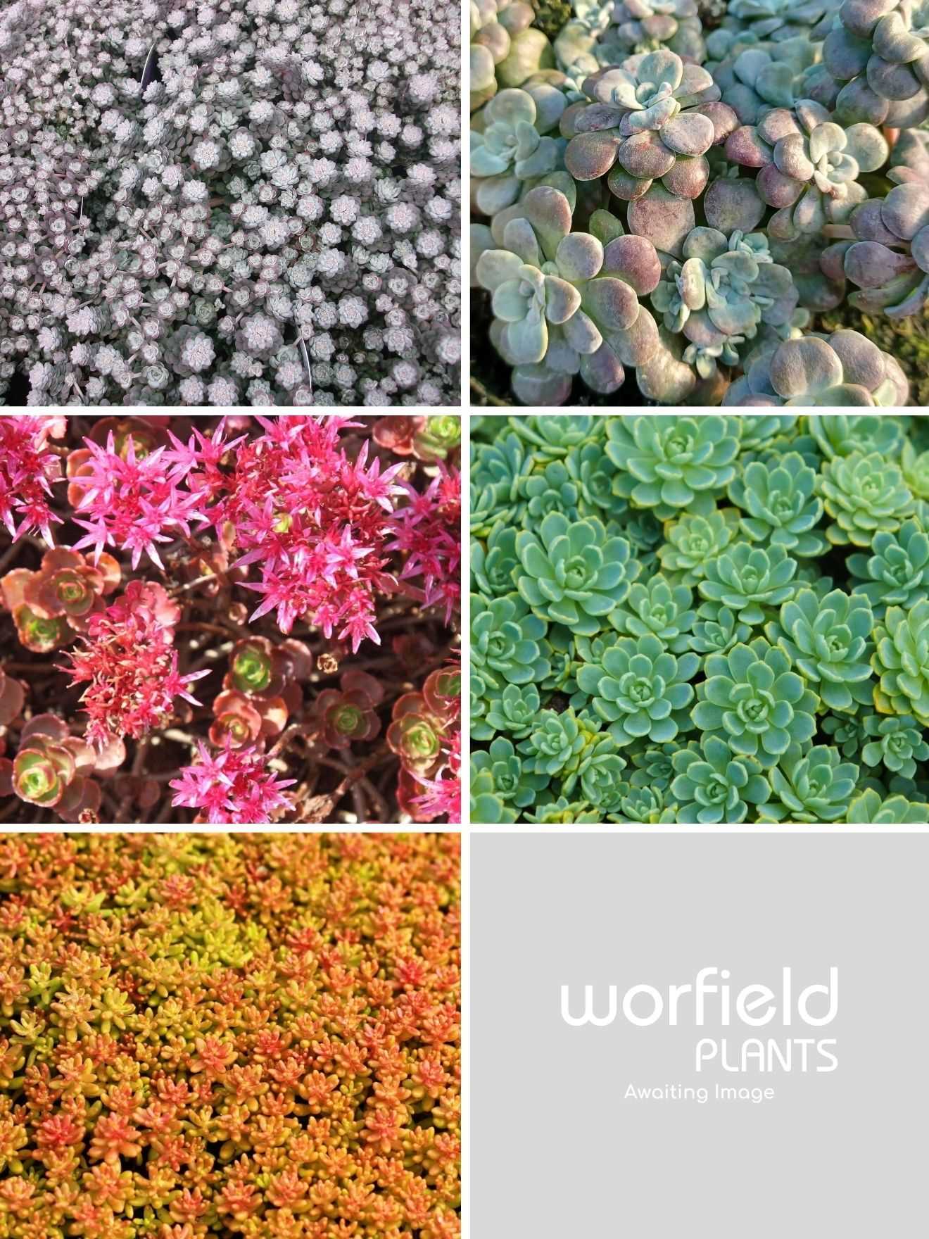 Common Problems with Stonecrop (Saxifraga)