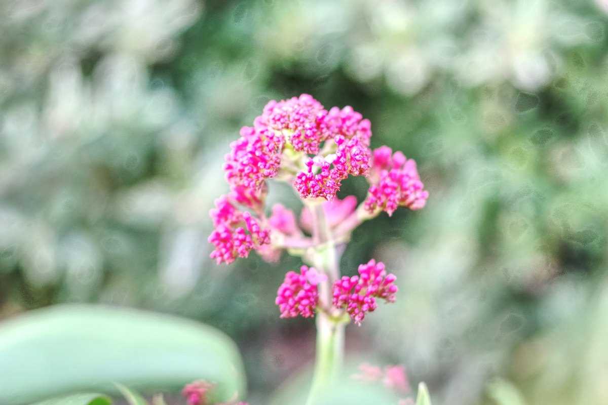 Tips for Growing Stonecrop (Saxifraga)