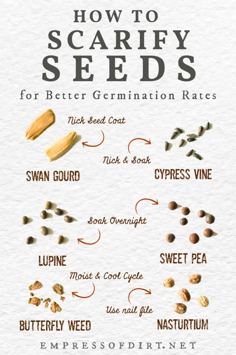 Methods of seed stratification