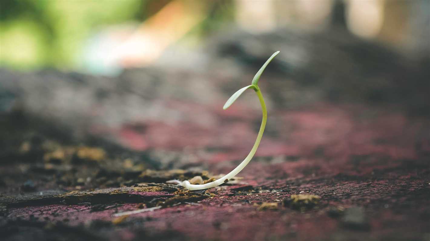 Effects of scarification on seeds