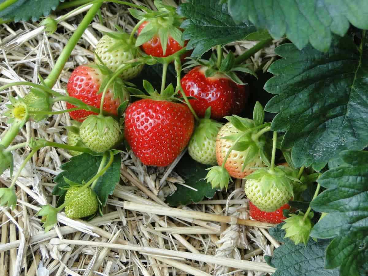 Troubleshooting Common Fertilisation Issues with Strawberries