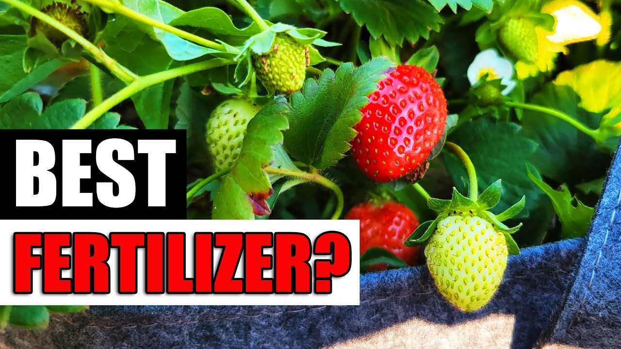 Types of Fertilisers for Strawberries