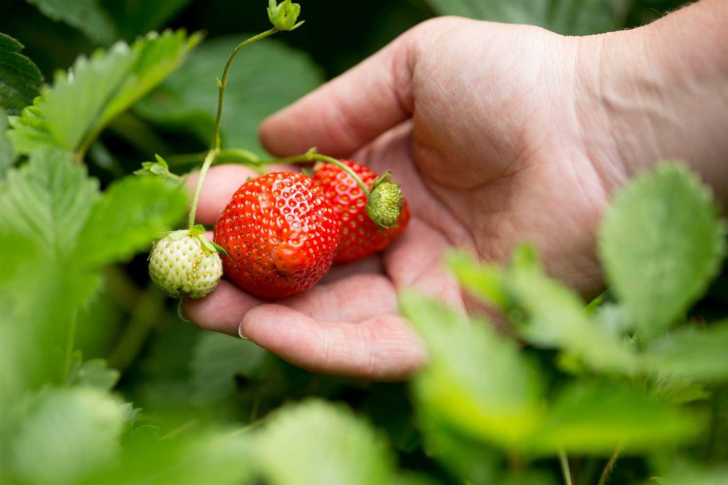 Clearing and Cleaning the Strawberry Beds