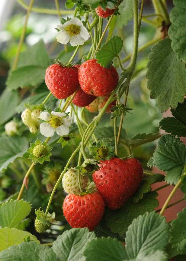 How to prune and thin strawberry runners?