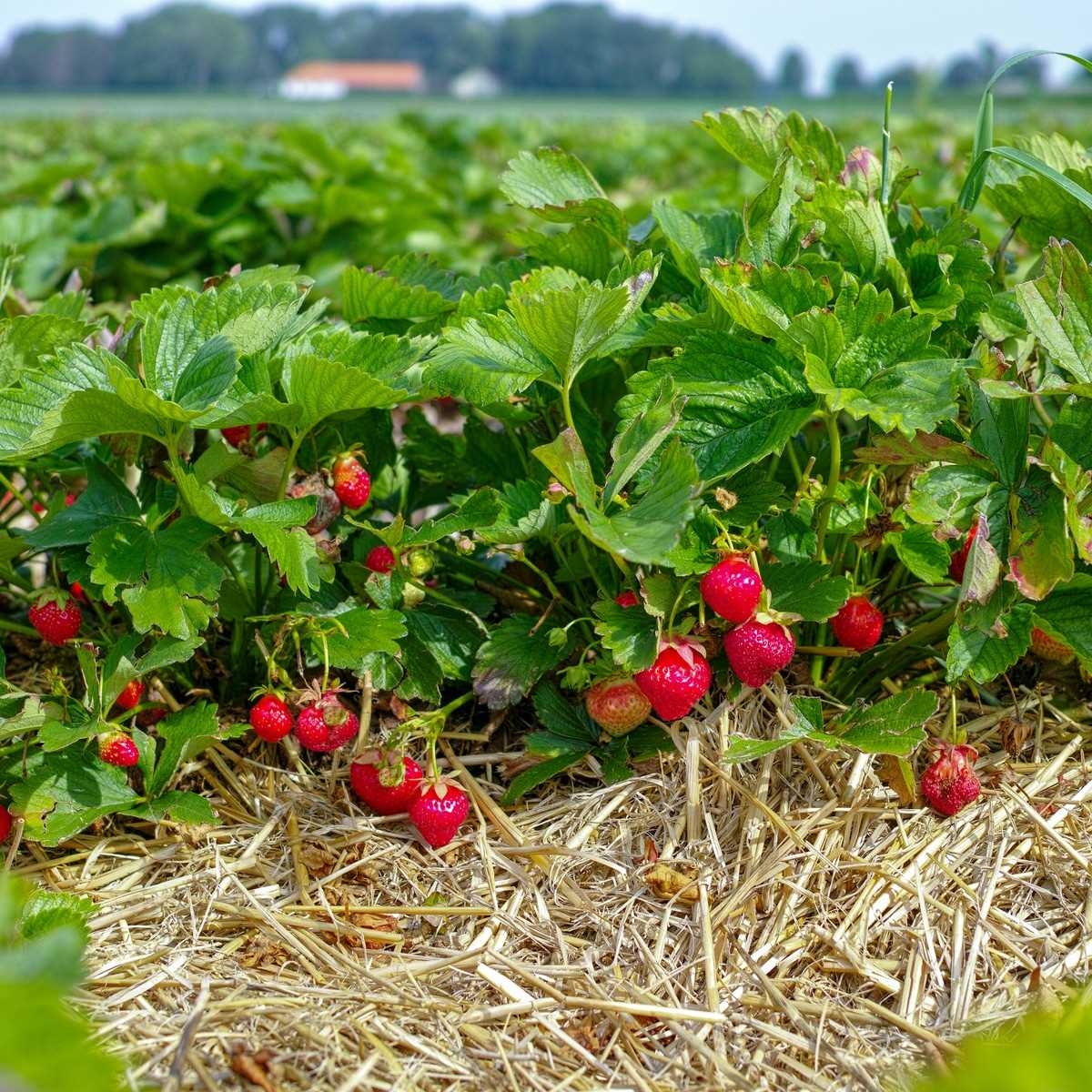 Prune and Thin Strawberry Runners