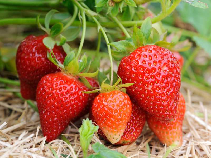 Why prune and thin strawberry runners?