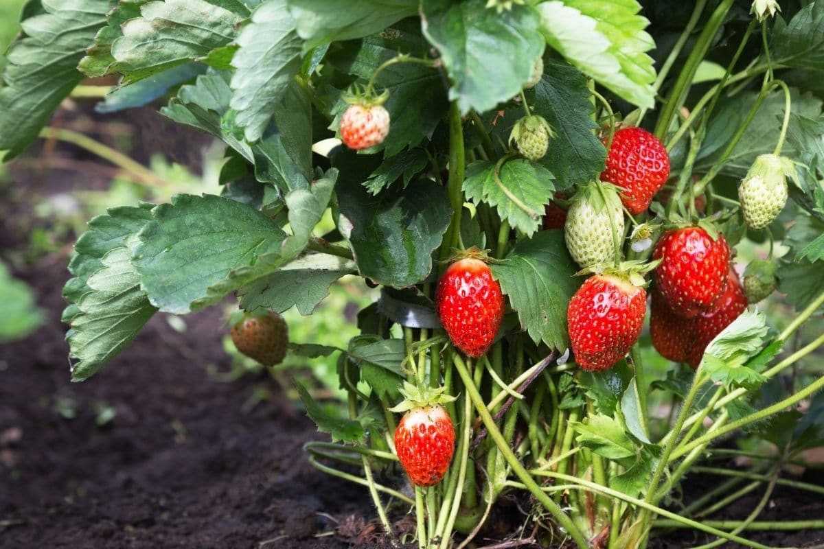 Planting Strawberry Seeds