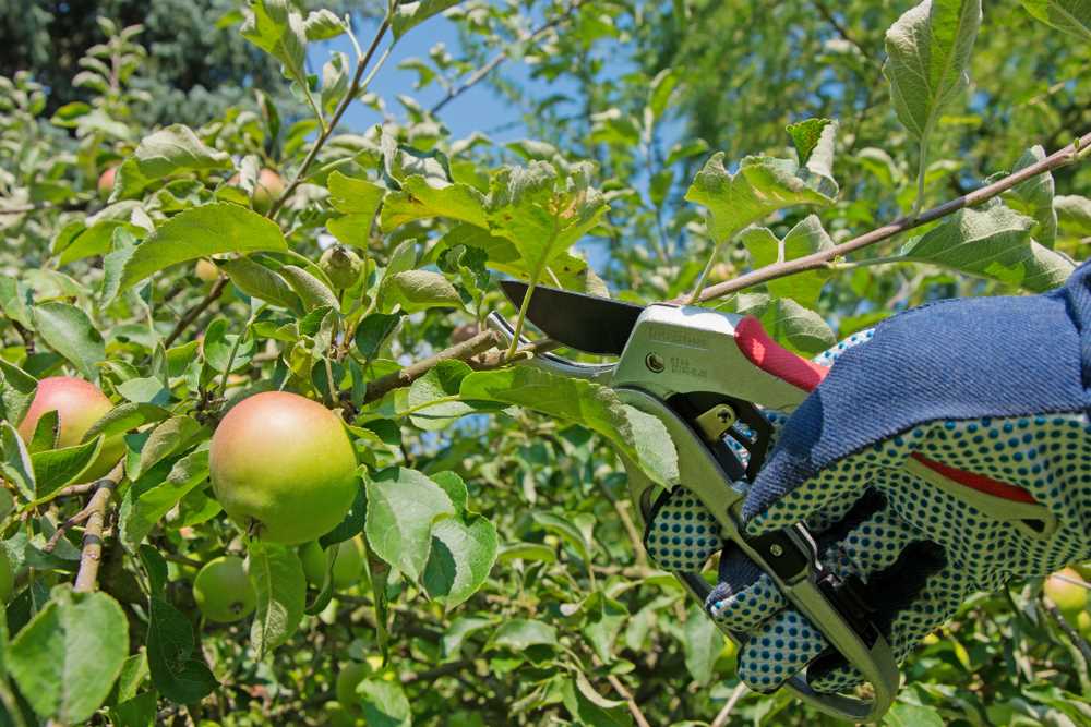 Techniques for Summer Pruning