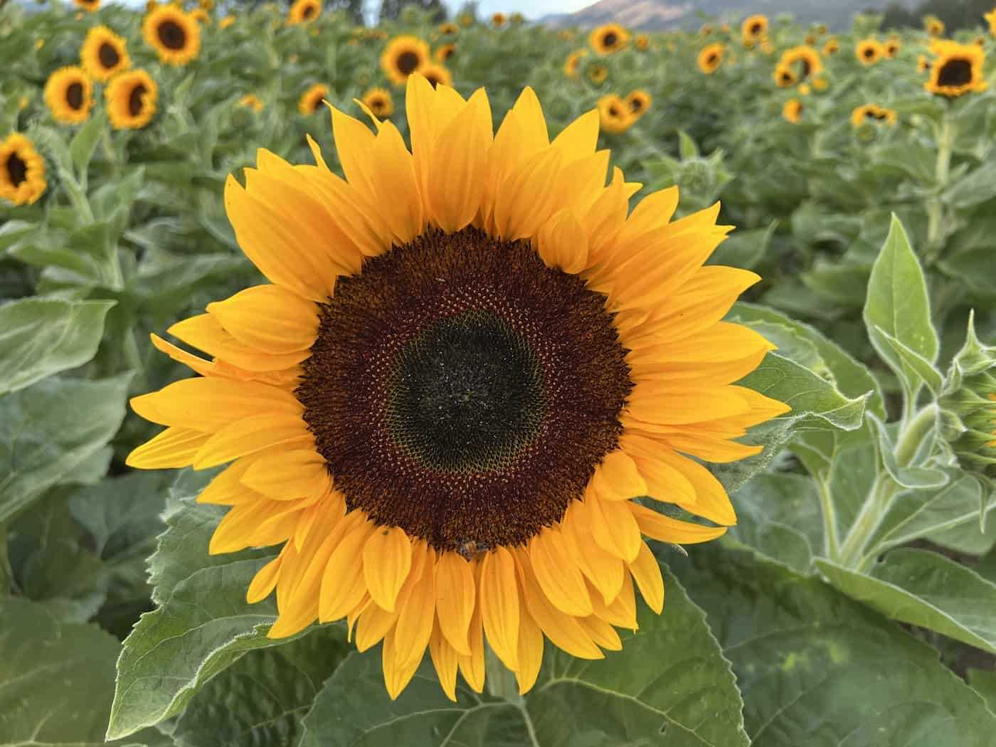 4. Pollen-Free Sunflowers