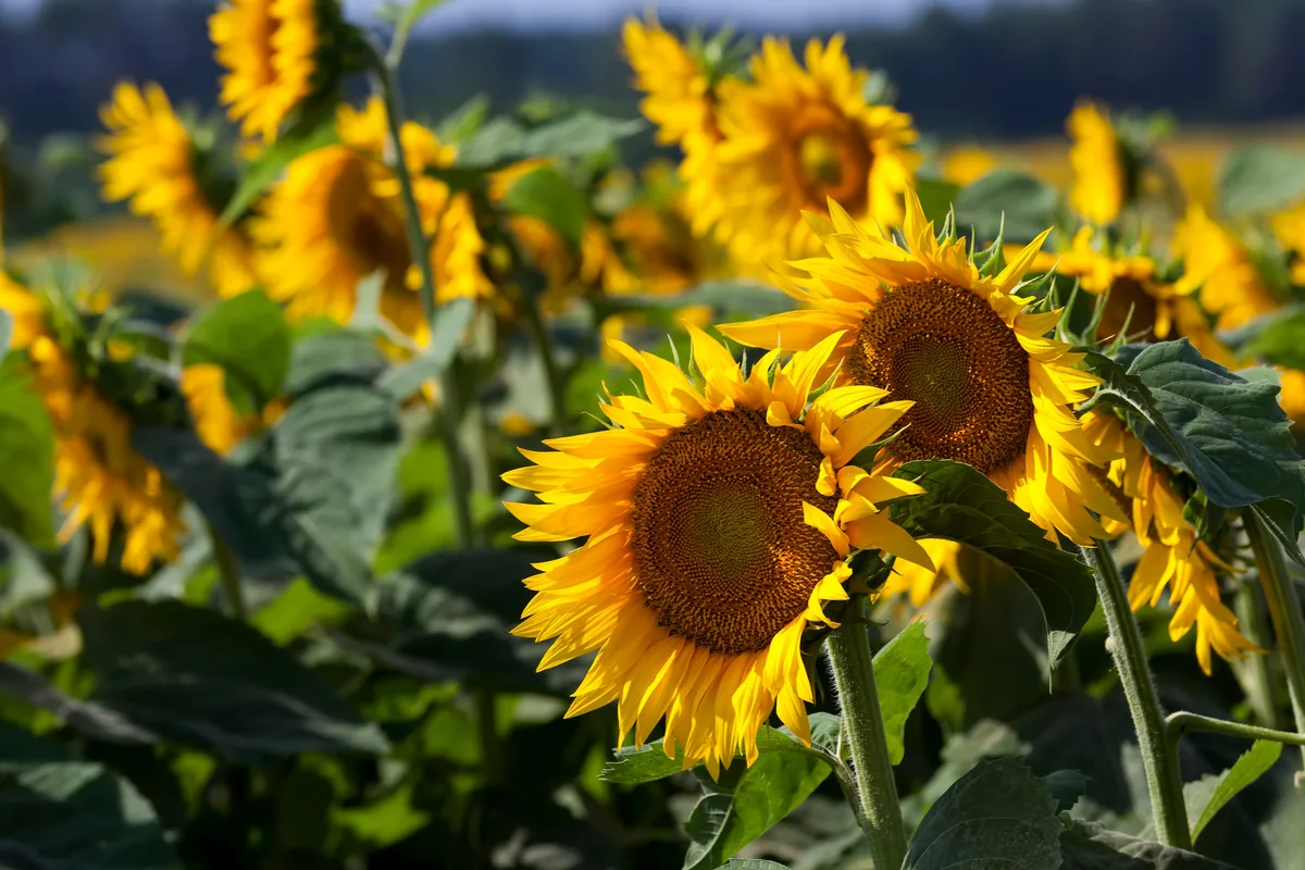 Sunflower Fun Facts: Surprising Information about Sunflowers