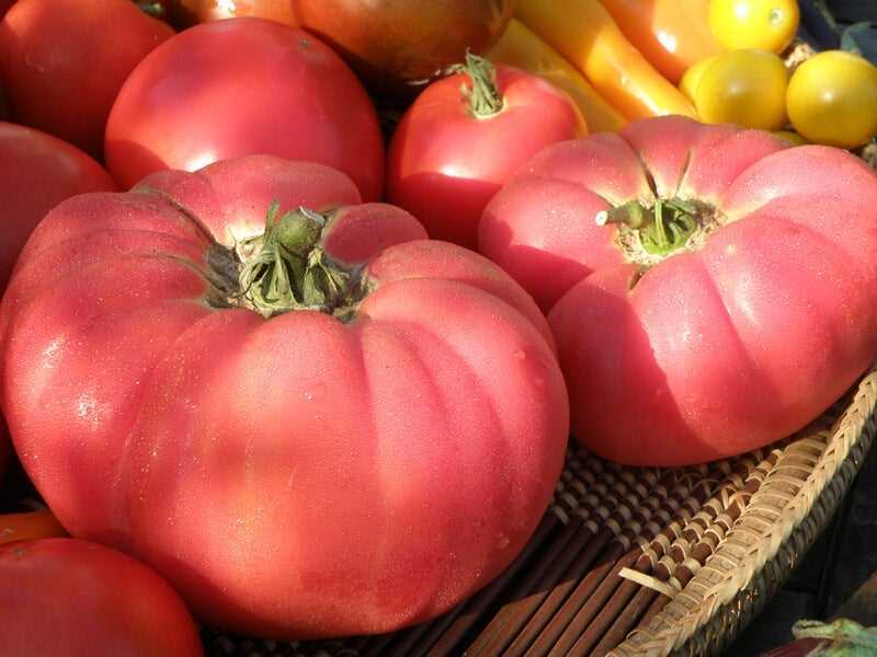 Benefits of Determinant Tomato Varieties