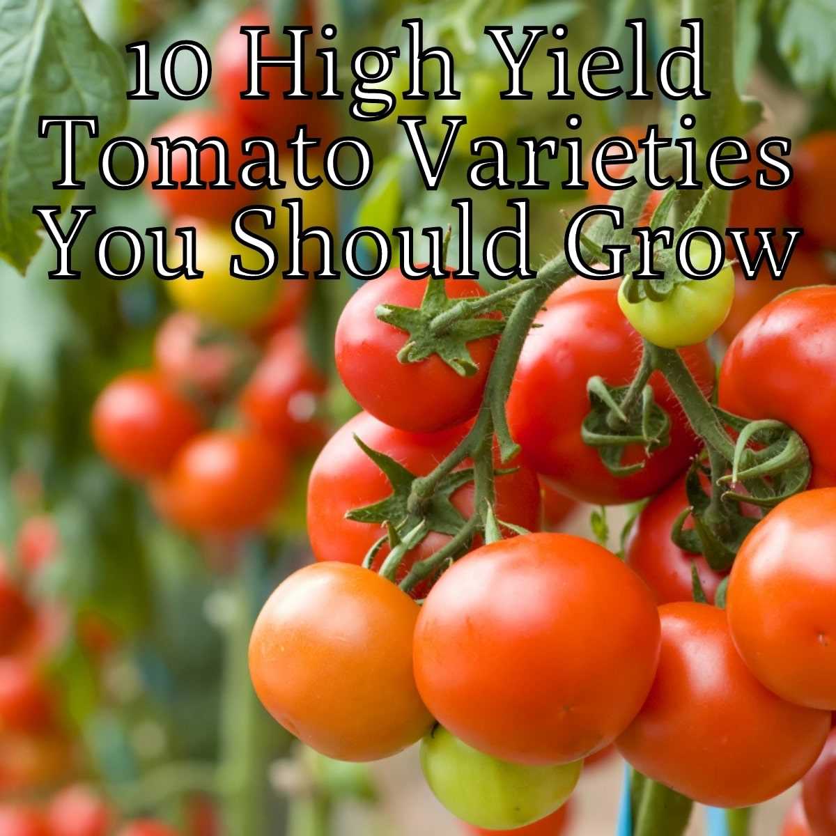 Super Early Tomato Hybrids: 3 Indeterminate Varieties