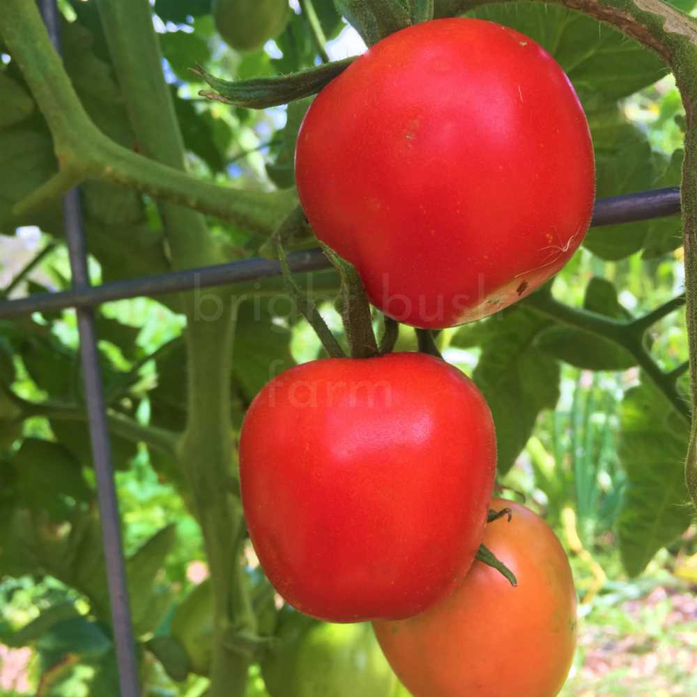 How to grow the super-yielding tomato Family F1: