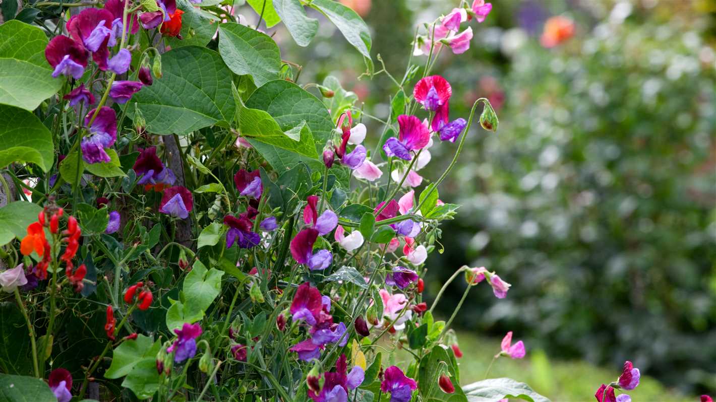 Sweet Peas: How to Successfully Grow Them from Seed in Your Garden