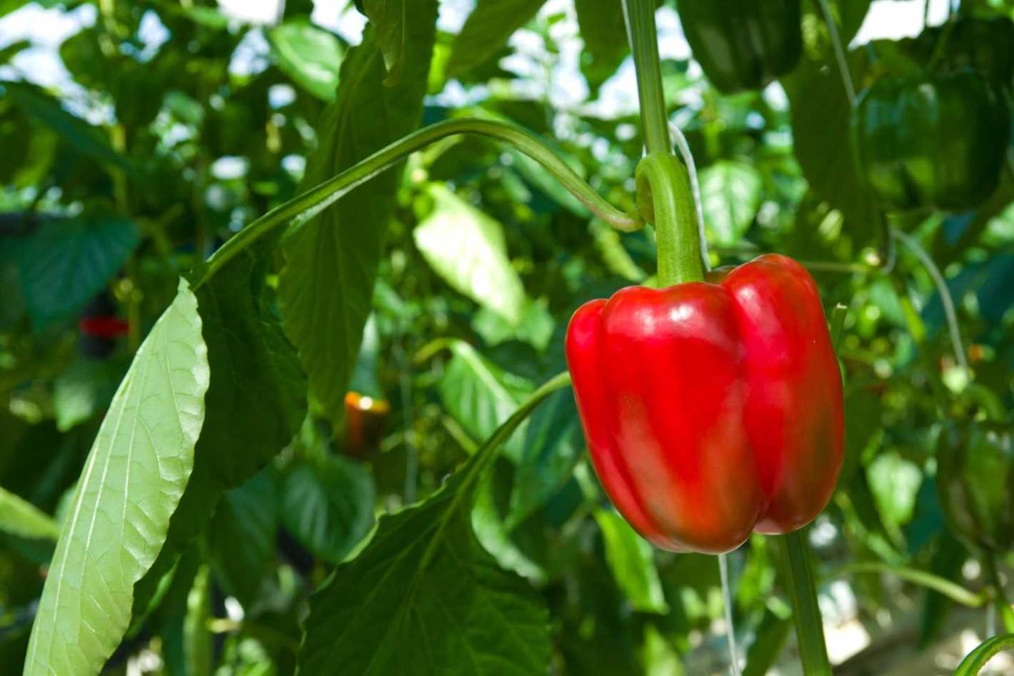 2. Monitor Flowering Time