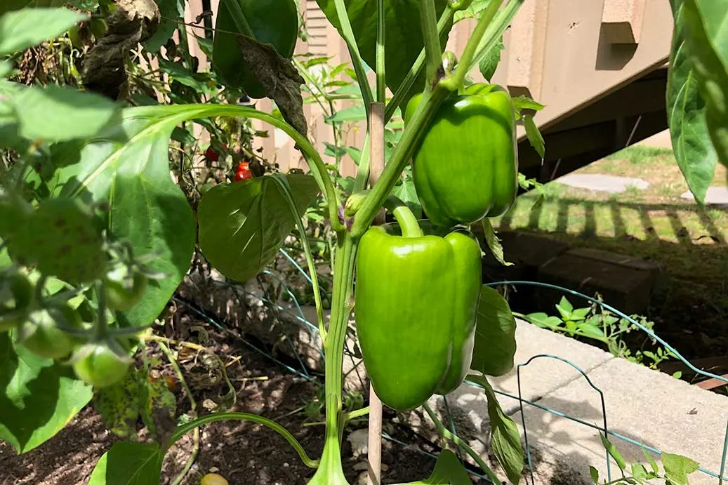 sweet pepper which is worth growing both in the gr fqvby696