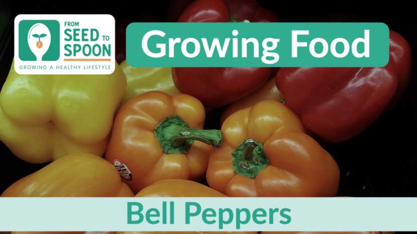 Sweet Peppers: Sowing Dates Guide for Seedlings