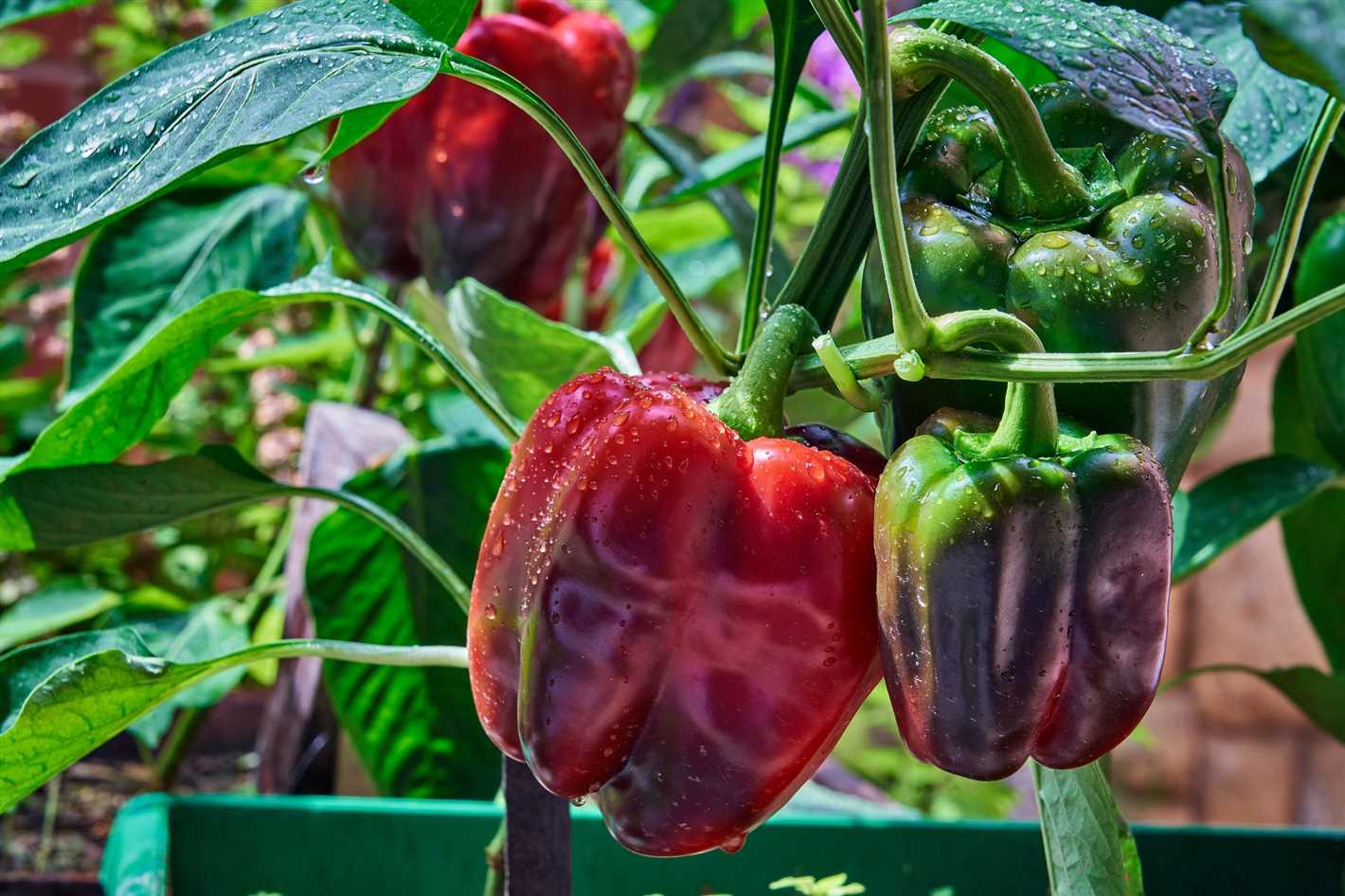 Step 3: Sow the sweet pepper seeds