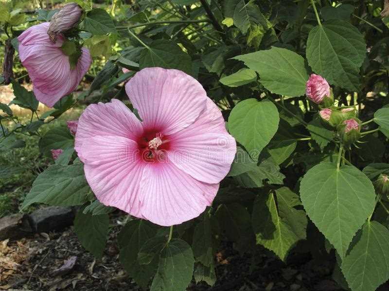 syrian hibiscus what are the features and options 1w2f32id