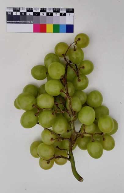 talisman grape varieties why it is not as bad as