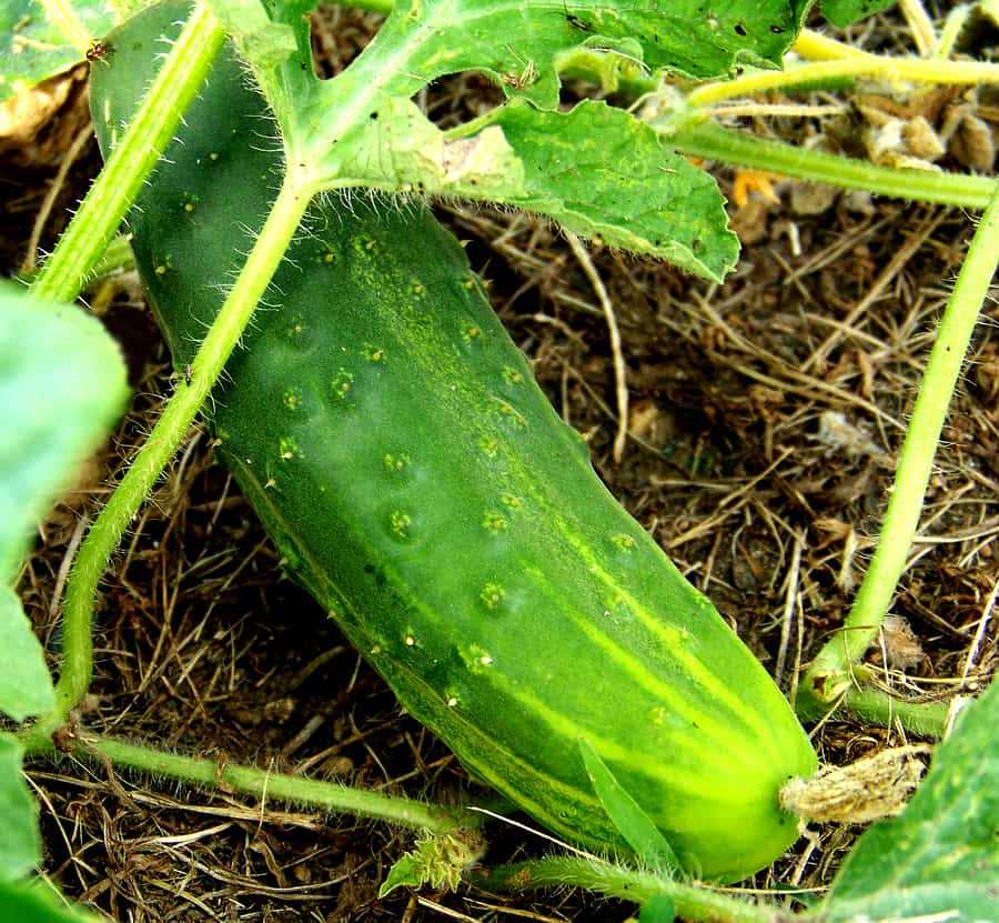 2. Diva Cucumber (Cucumis sativus 'Diva')