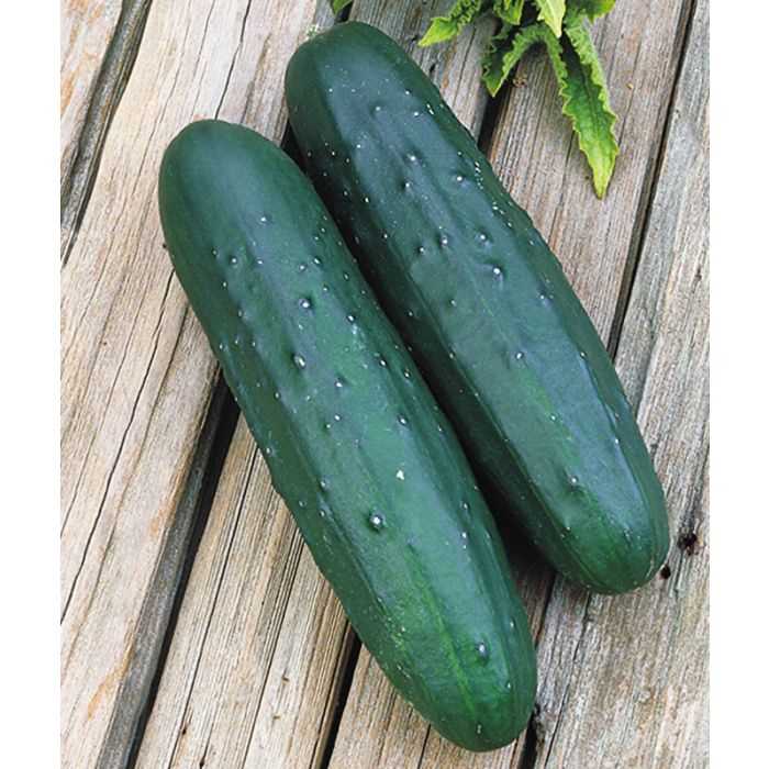 3. Marketmore 76 (Cucumis sativus 'Marketmore 76')