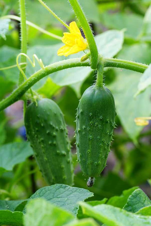 Cucumber Salad