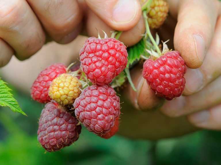 Benefits of Using Fertiliser on Raspberries