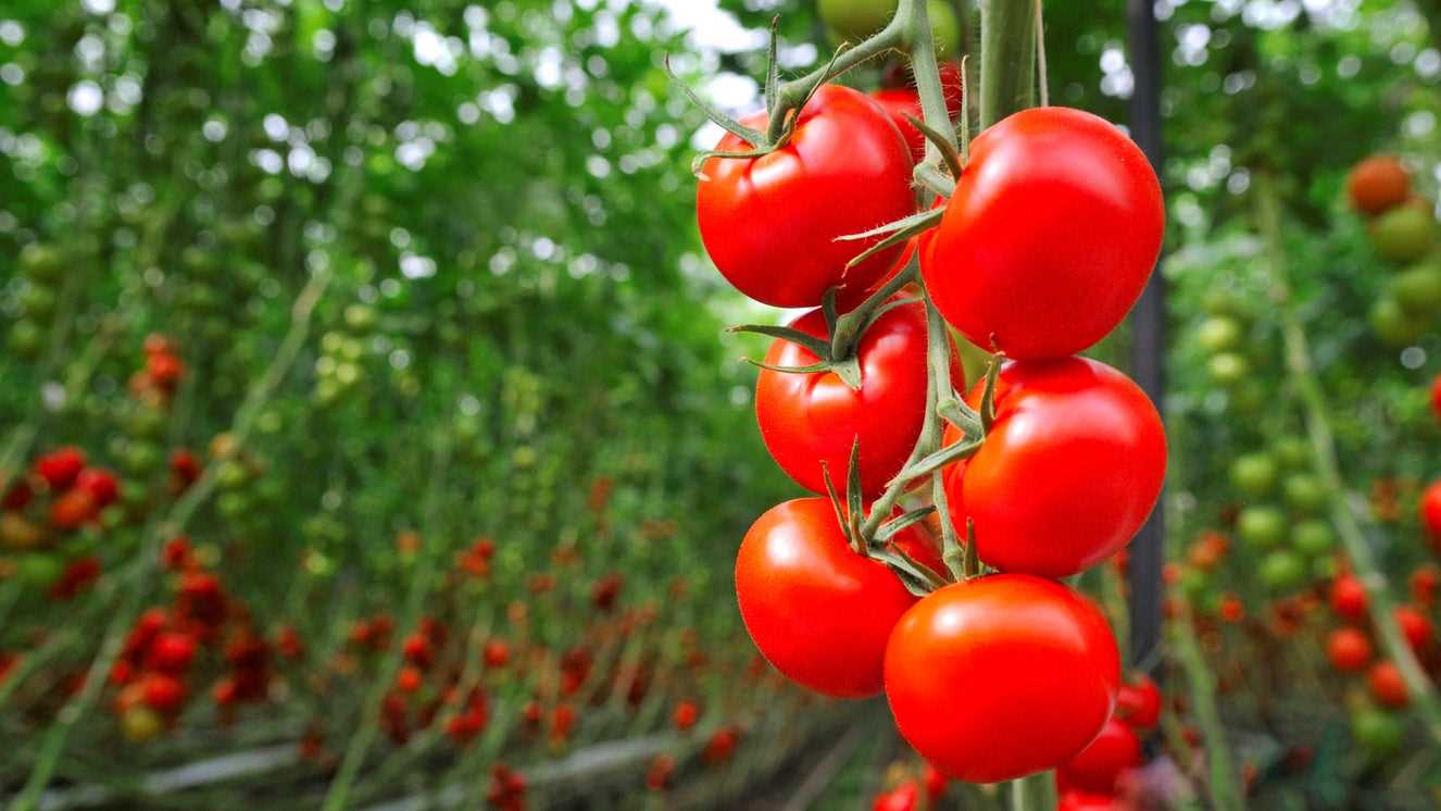 Popular Low-Growing Tomato Varieties