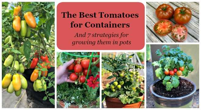 The Benefits of Low-Growing Tomato Varieties