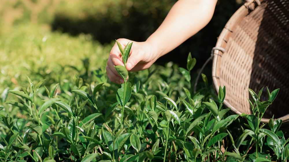 The Benefits of Growing Tea in Your Vegetable Garden