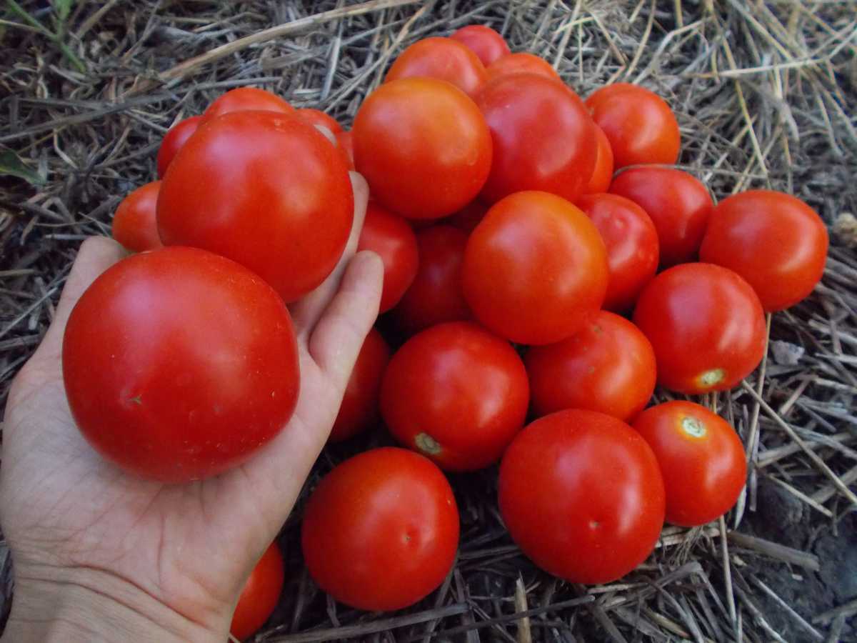 Heirloom Tomatoes