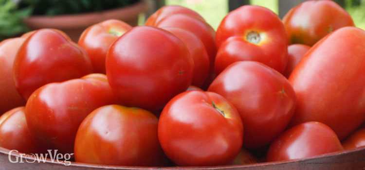 1. Choose the Right Tomato Variety