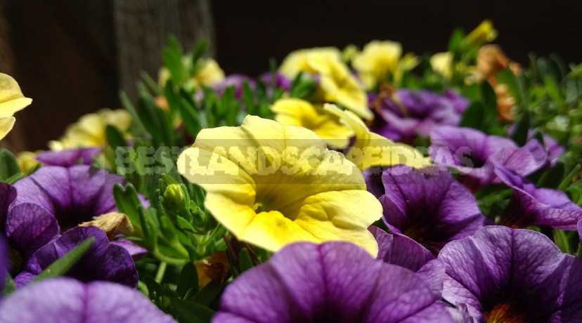 Cascade Petunias: Add Drama to Your Landscape