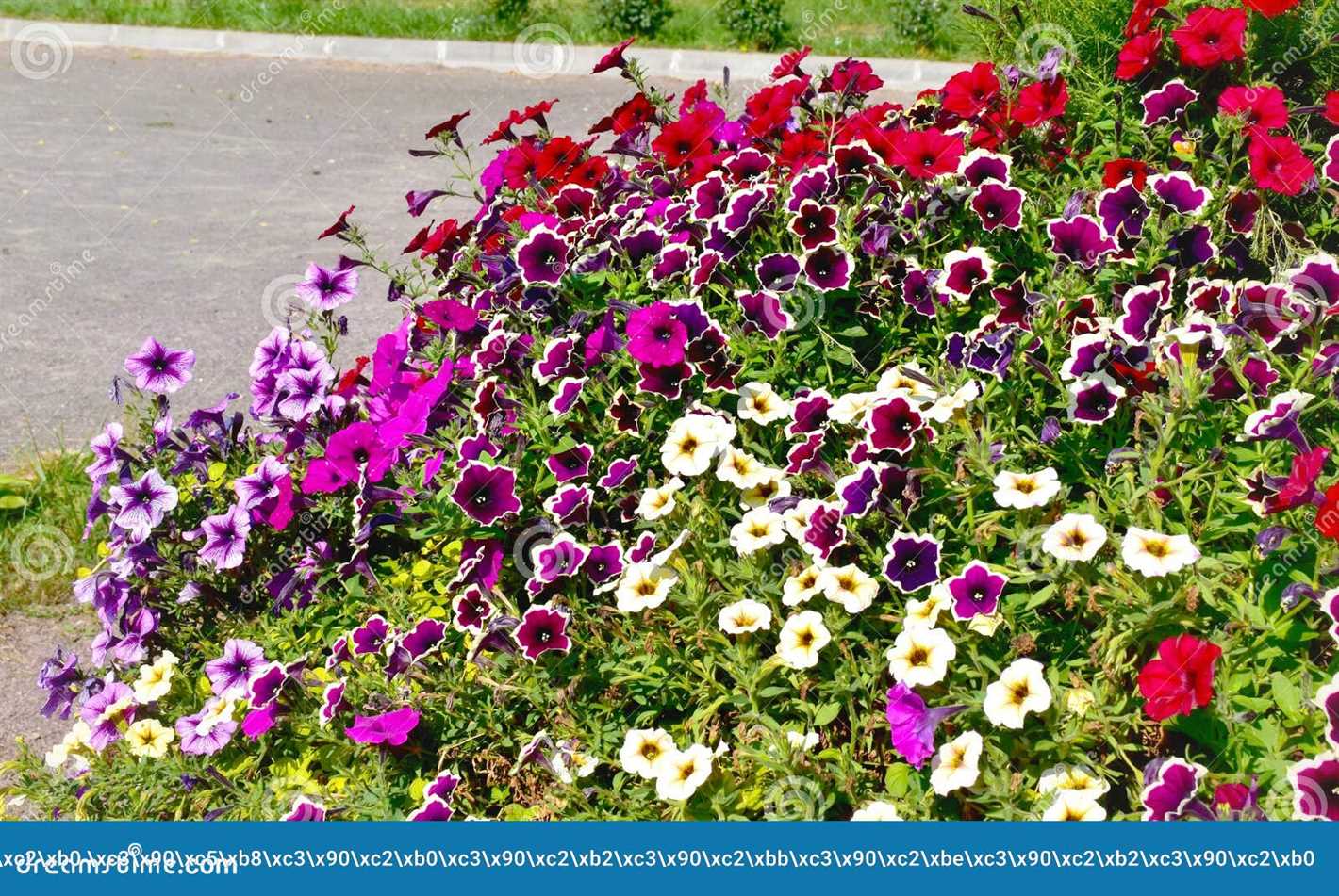 The Terry Petunia: A Classic Choice for Every Garden