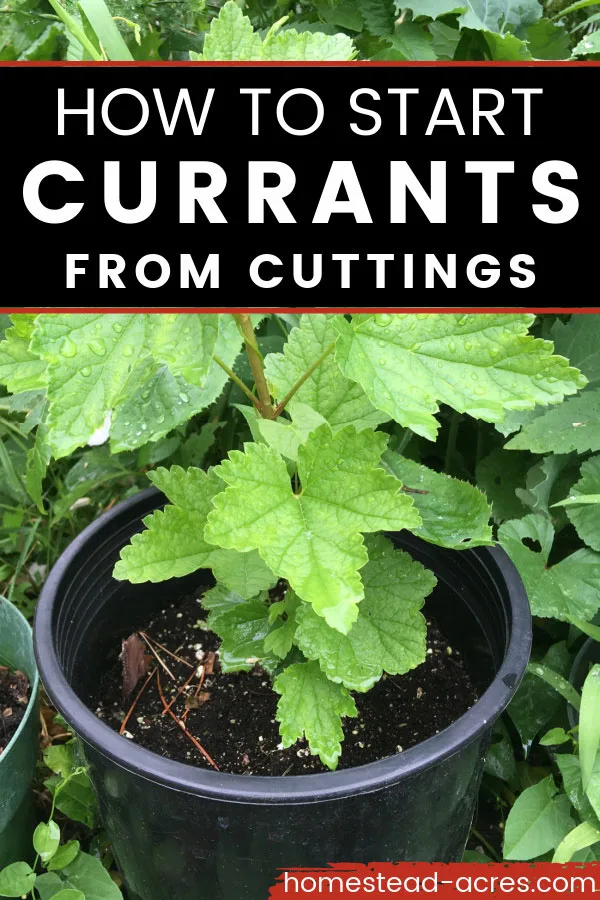 Tips for Maintaining and Caring for Newly Propagated Currants